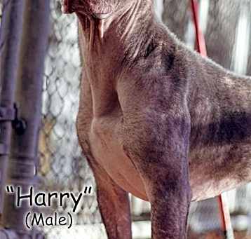 Photo of Harry