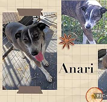 Photo of Anari