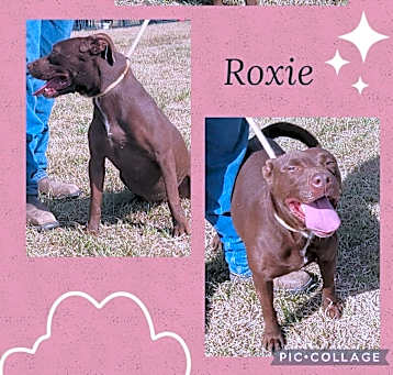 Photo of Roxie