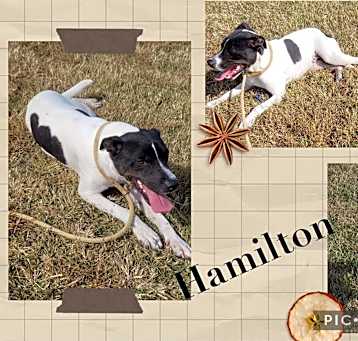 Photo of Hamilton