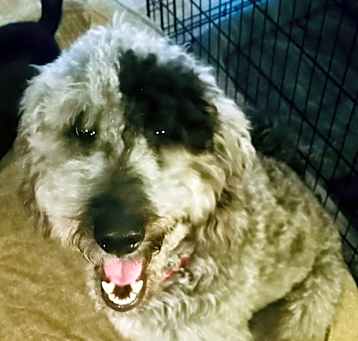 Photo of Cosmo