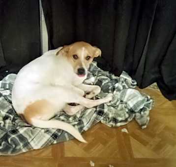 Photo of Coco