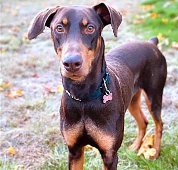 Photo of Copper