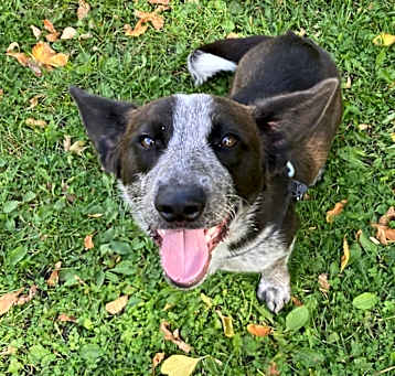 Photo of Apollo