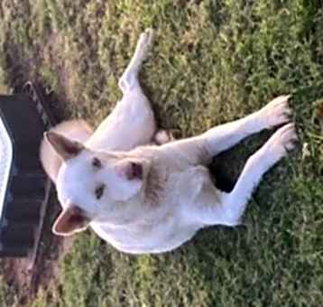 Photo of Sugar