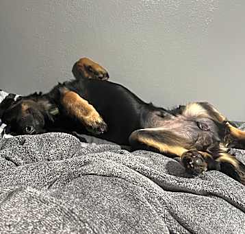 Photo of Gunner