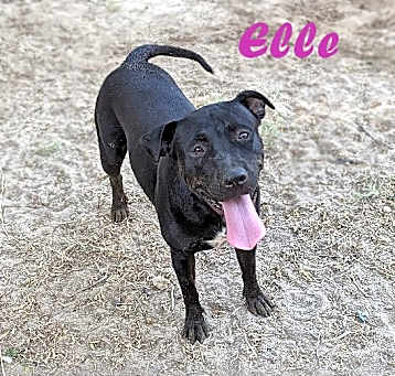 Photo of Elle