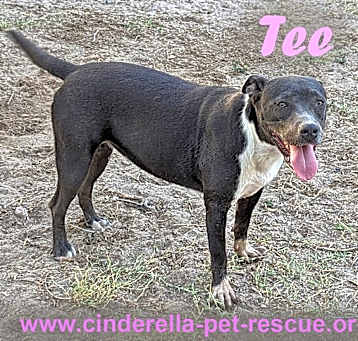 Photo of Tee