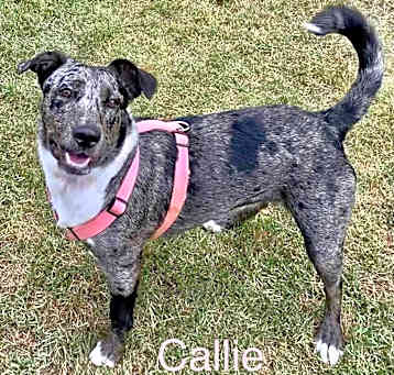 Photo of CALLIE