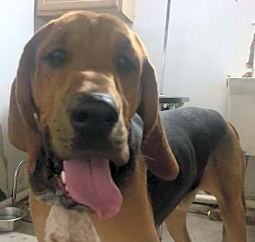 Photo of Ruger