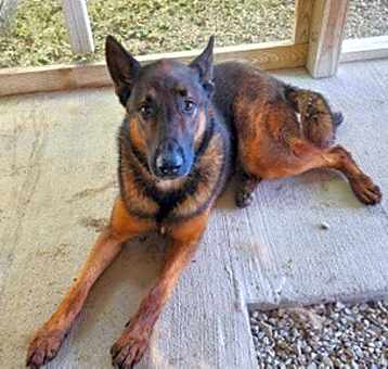 Photo of Opie