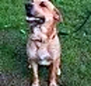 Photo of BO