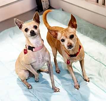 Photo of CC & Lulu