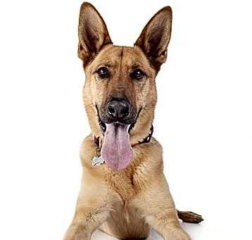 Photo of Dodger