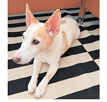 Photo of Buttercup