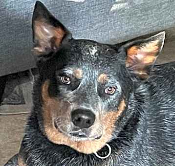 Photo of Jager