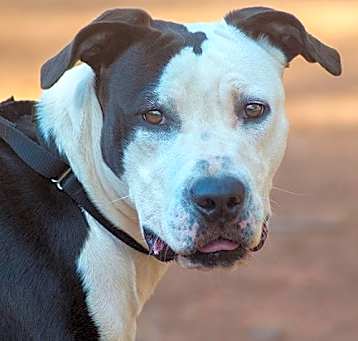 Photo of Lacey