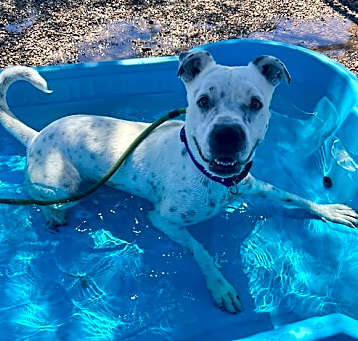 Photo of Spotta (Courtesy post)