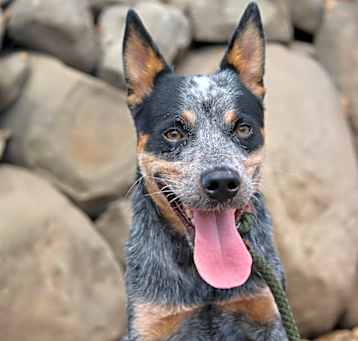 Photo of Racer