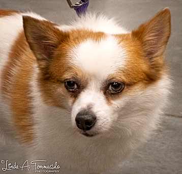 Photo of Merlin