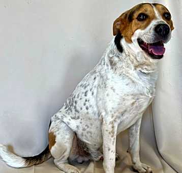 Photo of Whiskey