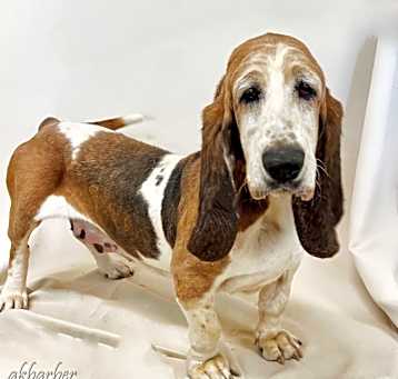 Photo of Xena