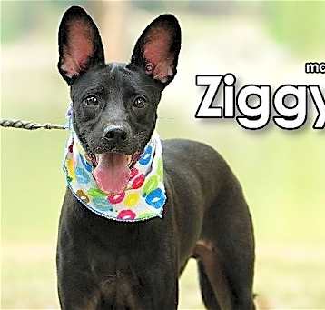 Photo of Ziggy from Taiwan