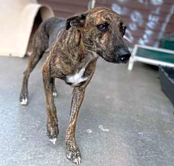 Photo of Clover