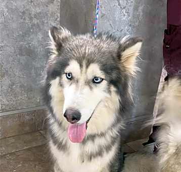 Photo of Aurora *Special Medical Needs*