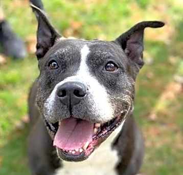 Photo of Beulah *In Foster Care*