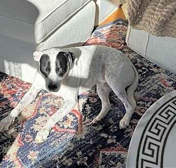 Photo of LOKI