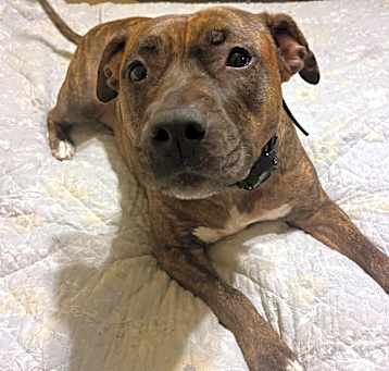 Photo of Gracie