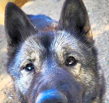 Photo of Okami