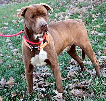 Photo of Sheldon (Neutered)
