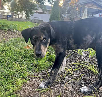 Photo of Boone
