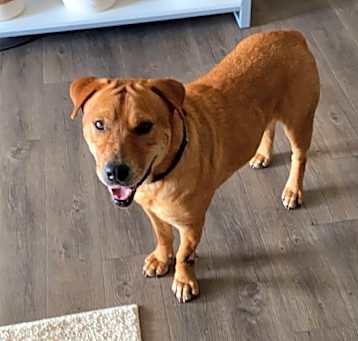 Photo of Rufus