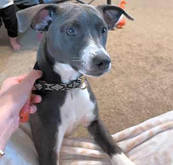 Photo of nova 