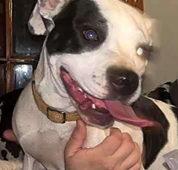 Photo of Daisy 