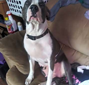 Photo of Apache
