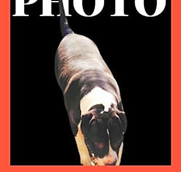 Photo of Rooster