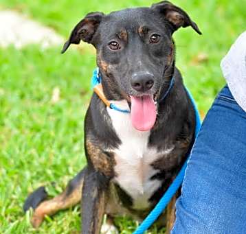 Photo of Aylee (Spring litter) - Bonded with Chylee, must be adopted together.