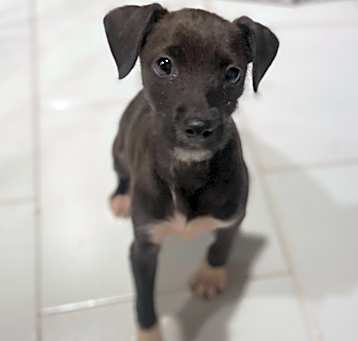 Photo of Bitsy