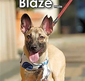 Photo of Blaze from Taiwan