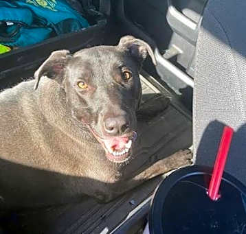 Photo of Daisy