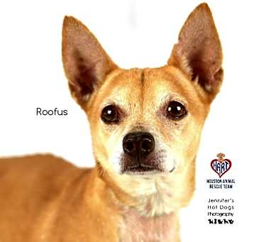 Photo of Roofus