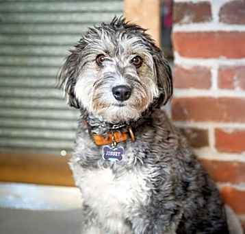 Photo of Benji