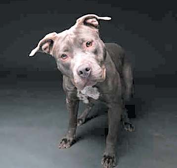Photo of Xena