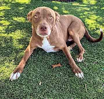 Photo of Buddy