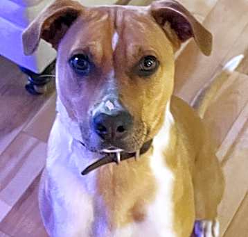Photo of Bella Bleu