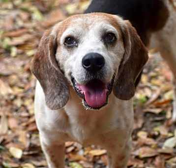 Photo of Dixon